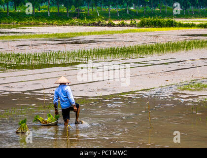 Asian Woman is planting in the rice field by Tam Coc, Vietnam. Stock Photo
