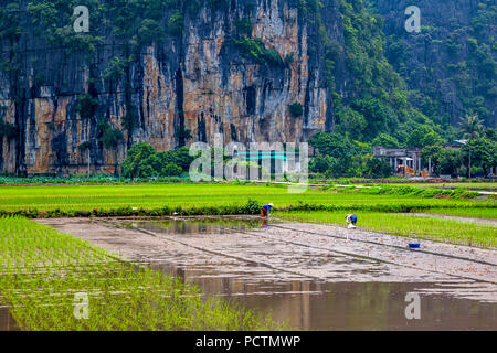 Farmers planitng rice in Tam Coc, Vietnam. Stock Photo