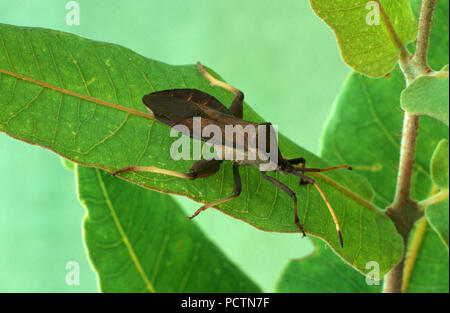 NYMPH OF THE CRUSADER BUG ALSO KNOWN AS HOLY CROSS BUG Stock Photo