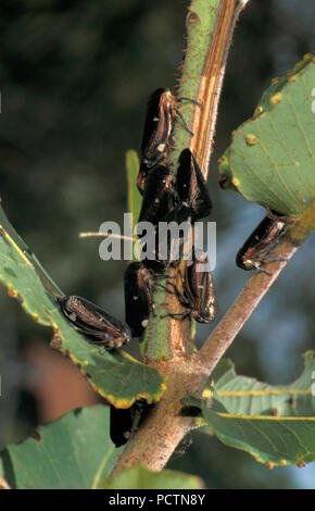 A leafhopper is the common name for any species from the family Cicadellidae shown here on Eucalyptus tree, Australia