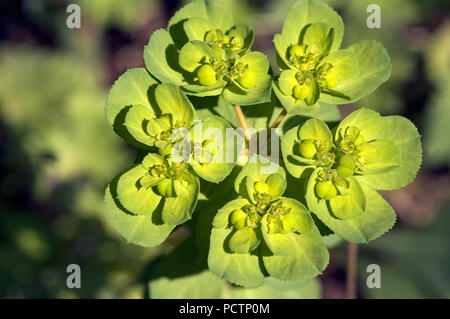 Sun Spurge - Euphorbia helioscopia - Southern France Euphorbe réveille-matin Stock Photo