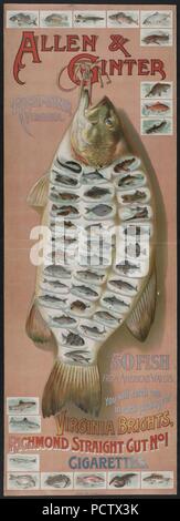 Allen & Ginter, Richmond, Virginia. 50 fish from American waters. You will catch one in each package of Virginia Bright, ... cigarettes - Lindner, Eddy & Clauss, lith., N.Y.
