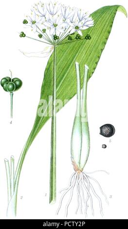 Allium ursinum - Billeder af nordens flora 2, pl. 387 clean no-description. Stock Photo