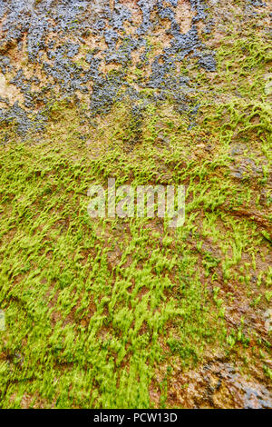 Algae on a wall of Loch Ard Gorge, Great Ocean Road, Port Campbell National Park, Victoria, Australia, Oceania Stock Photo