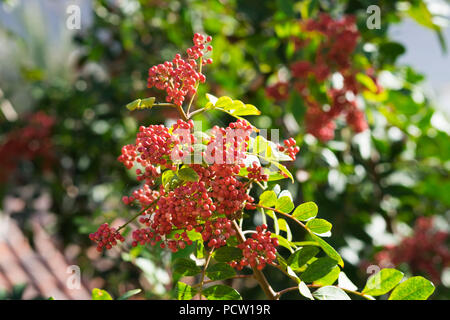 Brazilian pepper tree (Schinus terebinthifolius) with berries, La Gomera, Canary Islands, Canaries, Spain Stock Photo