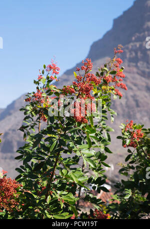 Brazilian pepper tree (Schinus terebinthifolius) with berries, La Gomera, Canary Islands, Canaries, Spain Stock Photo