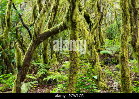 Mossy trees in laurel forest, Garajonay National Park, La Gomera, Canary Islands, Canaries, Spain