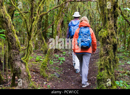 Hiker in Laurel forest, Garajonay National Park, La Gomera, Canary Islands, Canaries, Spain Stock Photo