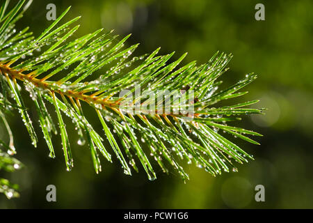 Water drops on needles of Scots pine (Pinus sylvestris), Bavaria, Germany Stock Photo