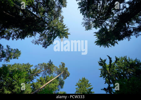 Forest glade, pines, bottom view, against blue sky, Germany, Bavaria, Altötting Stock Photo