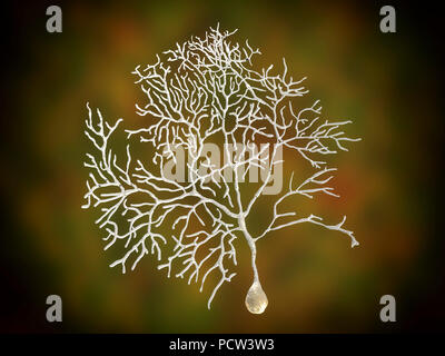 Purkinje cell of the cerebellum, computer illustration. Purkinje nerve ...