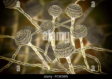 Computer illustration of fruiting bodies (conidiophores) and hyphae of the fungus Aspergillus fumigatus. A. fumigatus is a widely distributed saprophyte which grows on household dust, soil, and decaying vegetable matter, including stale food, hay and grain. Humans and animals constantly inhale numerous conidia of this fungus. A. fumigatus can cause a number of disorders in people with compromised immune function or other lung diseases, including allergy and the serious lung disease aspergillosis. This fungus can also spread to the brain, kidneys, liver and skin. Stock Photo