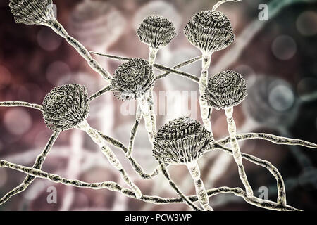 Computer illustration of fruiting bodies (conidiophores) and hyphae of the fungus Aspergillus fumigatus. A. fumigatus is a widely distributed saprophyte which grows on household dust, soil, and decaying vegetable matter, including stale food, hay and grain. Humans and animals constantly inhale numerous conidia of this fungus. A. fumigatus can cause a number of disorders in people with compromised immune function or other lung diseases, including allergy and the serious lung disease aspergillosis. This fungus can also spread to the brain, kidneys, liver and skin. Stock Photo