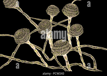 Computer illustration of fruiting bodies (conidiophores) and hyphae of the fungus Aspergillus fumigatus. A. fumigatus is a widely distributed saprophyte which grows on household dust, soil, and decaying vegetable matter, including stale food, hay and grain. Humans and animals constantly inhale numerous conidia of this fungus. A. fumigatus can cause a number of disorders in people with compromised immune function or other lung diseases, including allergy and the serious lung disease aspergillosis. This fungus can also spread to the brain, kidneys, liver and skin. Stock Photo