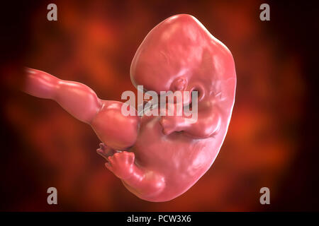 Human embryo, age 7 weeks, computer illustration. Stock Photo