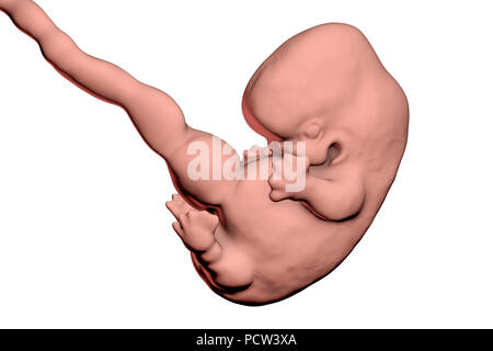 Human embryo, age 7 weeks, computer illustration. Stock Photo