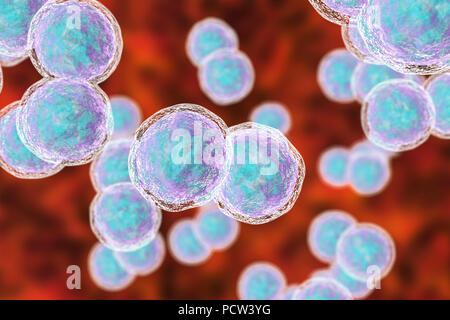 Moraxella (Branhamella) catarrhalis bacteria, computer illustration. These are aerobic, Gram-negative cocci (spherical bacteria) which are commonly found in the mucous membranes of the respiratory tract of mammals, including humans. In immunosuppressed individuals, or opportunistically, they may cause respiratory tract infections. These include sinusitis, an inflammation of the sinus membranes. This may also lead to otitis media, an infection of the middle ear. Treatment is with antibiotics. Stock Photo