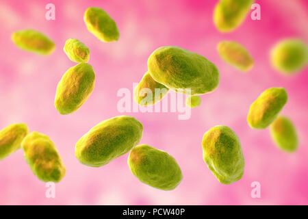 Computer illustration of the rod-shaped bacteria Yersinia enterocolitica (Gram negative), an enterobacteria. Y. enterocolitica may cause enteritis, an inflammation of the small intestines accompanied by abdominal pain, fever, vomiting and diarrhoea. It is thought to be a food poisoning organism. Although it has been isolated from a variety of food, none of the strains were associated with human infection. As of 1987, the pig appeared to be the only animal species to harbour the pathogenic human strain and it was uncertain whether it was an important source of human infection. Stock Photo