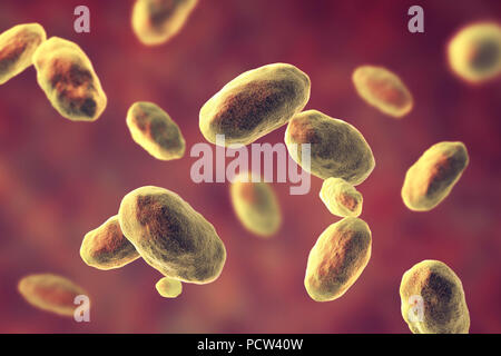 Computer illustration of the rod-shaped bacteria Yersinia enterocolitica (Gram negative), an enterobacteria.  may cause enteritis, an inflammation of the small intestines accompanied by abdominal pain, fever, vomiting and diarrhoea. It is thought to be a food poisoning organism. Although it has been isolated from a variety of food, none of the strains were associated with human infection. As of 1987, the pig appeared to be the only animal species to harbour the pathogenic human strain and it was uncertain whether it was an important source of human infection. Stock Photo