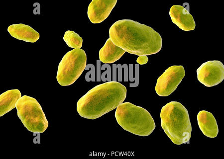 Computer illustration of the rod-shaped bacteria Yersinia enterocolitica (Gram negative), an enterobacteria.  may cause enteritis, an inflammation of the small intestines accompanied by abdominal pain, fever, vomiting and diarrhoea. It is thought to be a food poisoning organism. Although it has been isolated from a variety of food, none of the strains were associated with human infection. As of 1987, the pig appeared to be the only animal species to harbour the pathogenic human strain and it was uncertain whether it was an important source of human infection. Stock Photo