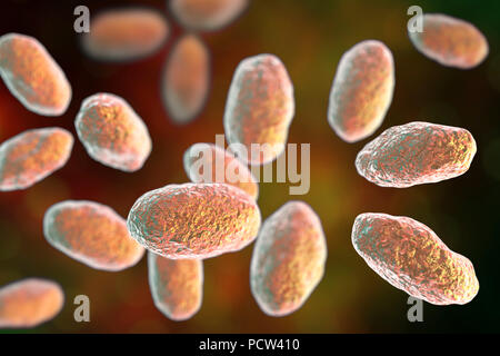 Computer illustration of the rod-shaped bacteria Yersinia pseudotuberculosis (Gram negative), an enterobacteria and the causative agent of Far East scarlet-like fever in humans. By symptoms it is similar to infection caused by Yersinia enterocolitica (fever and right-sided abdominal pain), but diarrhea is often absent. Stock Photo