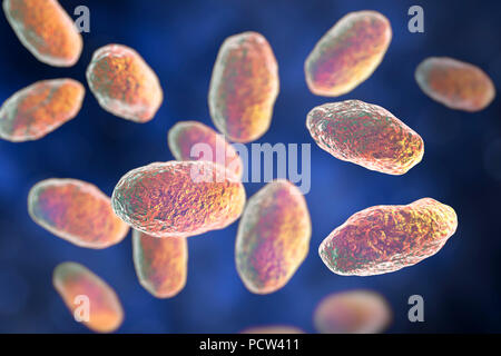 Computer illustration of the rod-shaped bacteria Yersinia pseudotuberculosis (Gram negative), an enterobacteria and the causative agent of Far East scarlet-like fever in humans. By symptoms it is similar to infection caused by Yersinia enterocolitica (fever and right-sided abdominal pain), but diarrhea is often absent. Stock Photo