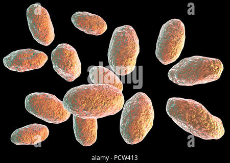 Computer illustration of the rod-shaped bacteria Yersinia pseudotuberculosis (Gram negative), an enterobacteria and the causative agent of Far East scarlet-like fever in humans. By symptoms it is similar to infection caused by Yersinia enterocolitica (fever and right-sided abdominal pain), but diarrhea is often absent. Stock Photo