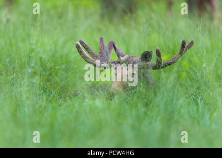 Moose, Elk, Alces alces, Germany, Europe Stock Photo