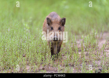 Wild boar, Sus scrofa, Hesse, Germany, Europe Stock Photo