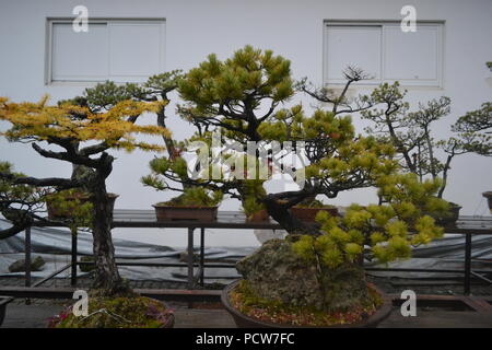 Bonsai trees on display in Japan Stock Photo