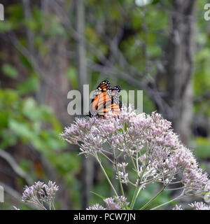 Monarch butterfly in the wildflower habitat at the Alfred Caldwell Lily Pool at the Lincoln Park Zoo in Chicago. Stock Photo