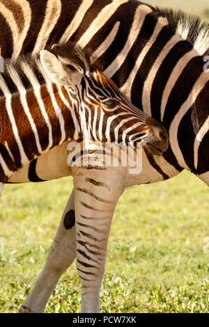 Zebra baby standing tight against her mom in the field Stock Photo