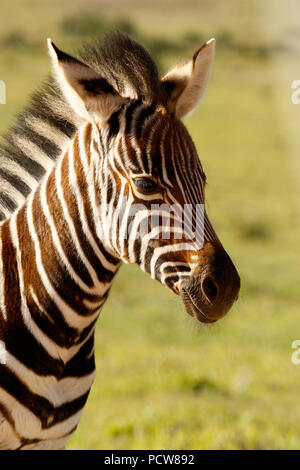 Zebra baby standing alone in the field Stock Photo