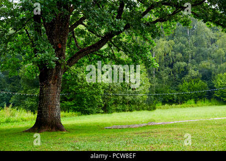 Garland of light bulbs hanging from a tree in the area of wedding ceremony Stock Photo