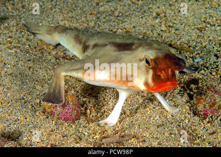Red-lipped batfish or Galapagos batfish (Ogcocephalus darwini), Galapagos Islands, Ecuador Stock Photo