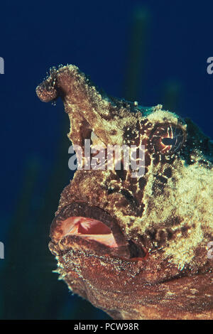 Seefledermaus (Ogcocephalus parvus), Portraet, Kuba | Roughback batfish (Ogcocephalus parvus), portrait, Cuba Stock Photo