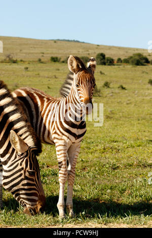 Zebra mom eating grass and baby Zebra standing close by in the field Stock Photo