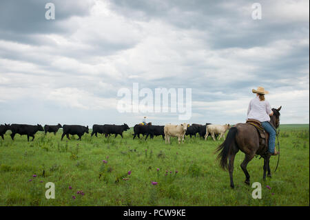 Scenic view of cowgirl and cowboy rounding up cattle on a ranch, Flint Hills, Kansas, USA Stock Photo