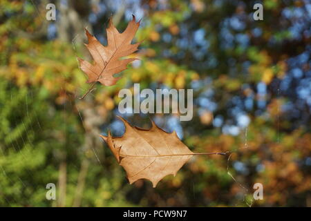 Two brown dead leaves caught in a spider web and floating on air in the countryside Stock Photo