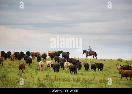 Scenic view of cowboys rounding up cattle on a ranch, Flint Hills, Kansas, USA Stock Photo