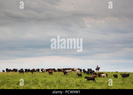Scenic view of cowboys rounding up cattle on a ranch, Flint Hills, Kansas, USA Stock Photo