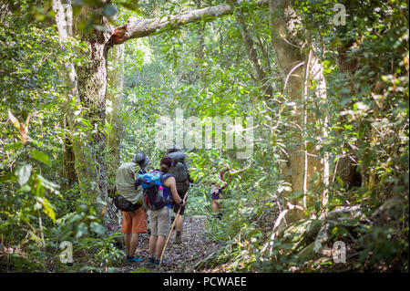 Hikers admiring trail leading through indigenous forest, Tsitsikamma Hiking Trail, Tsitsikamma Mountains, Eastern Cape Province, South Africa Stock Photo