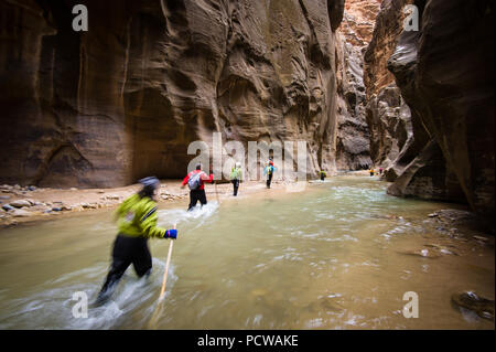 Hiking Zion National Park's famous slot canyon, The Narrows, in winter requires a dry suit and warm clothes. It's much less crowded than in the summer. Stock Photo
