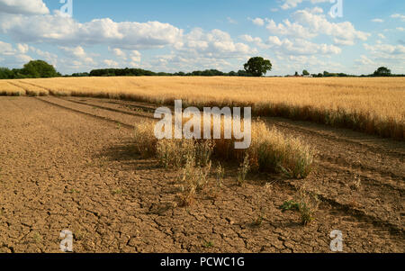View across field of oats during dry spell in summer under blue sky and wisps of clouds in summer in Beverley, Yorkshire, UK Stock Photo