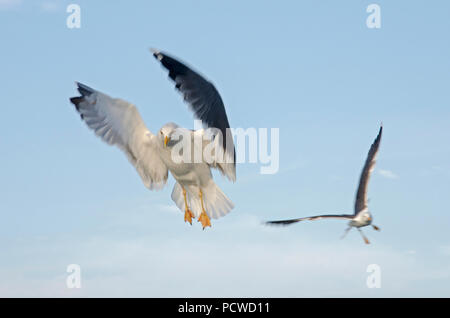 Two seagulls in flight against a blue sky, following a ferry boat looking for food Stock Photo