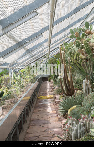 cactus prod 6