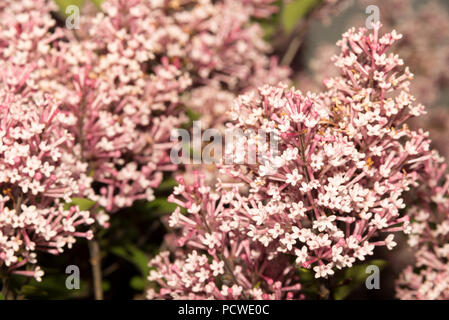 Dwarf Lilac Stock Photo