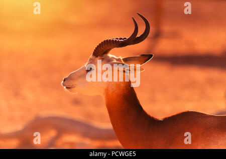 The dama gazelle, addra gazelle, or mhorr gazelle living on natural habitat in Al Ain zoo. Stock Photo