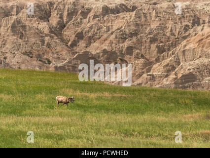 Bighorn Sheep Grazes in Field Below Badlands Rock Formation Stock Photo