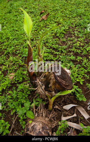 Three new banana palm trees sprouting from the stump of the old tree in a tropical garden Stock Photo